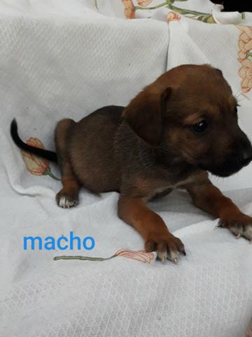 Estou doando esses lindos cãezinhos - Foto 2
