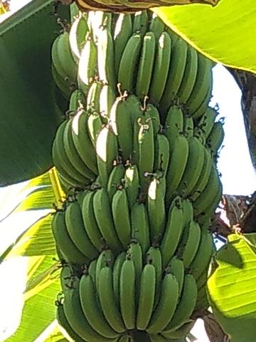 Mudas de Bananeiras pacovam e leite e anam - Foto 3