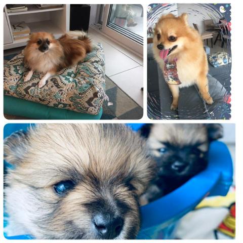 Lulu da Pomerânia - SPITZ ALEMÃO ANÃO (macho) - Foto 4