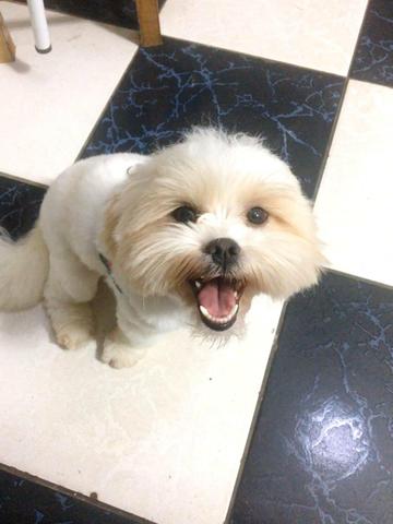 Vende-se Lhasa Apso - Foto 3