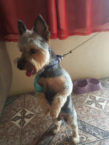 Procurando uma Namorada tenho 2 anos - Foto 3
