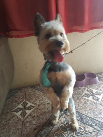 Procurando uma Namorada tenho 2 anos - Foto 2