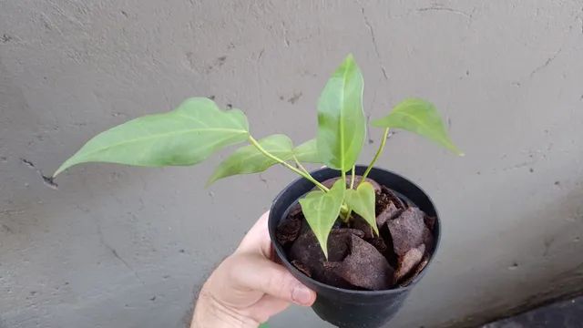 Anthurium amazonico gigante( Anthurium plowmanii)  - Foto 4