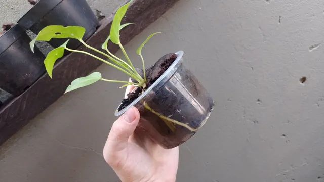 Anthurium amazonico gigante( Anthurium plowmanii)  - Foto 5