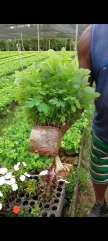 Cerca viva Sansão do campo