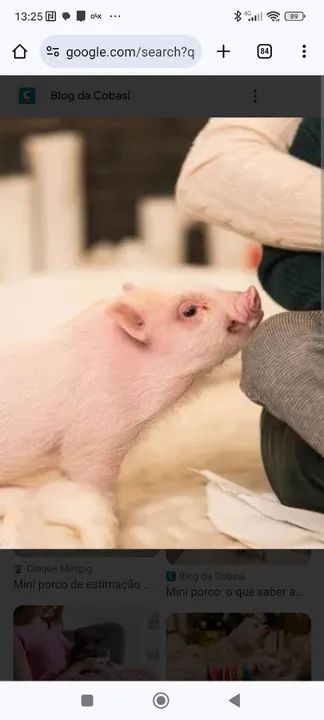 Mini pig branco pronta  entrega - Foto 2
