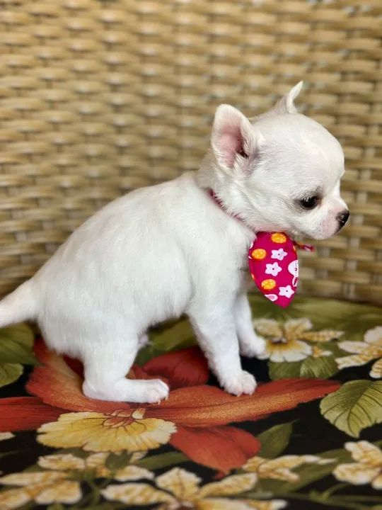 Chihuahua macho de Pêlo curto creme pronta entrega  - Foto 5