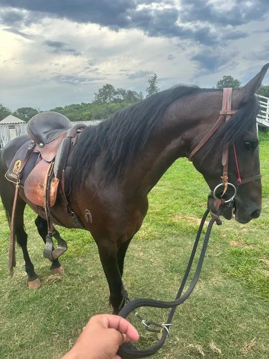 Cavalo MM registrado  - Foto 4