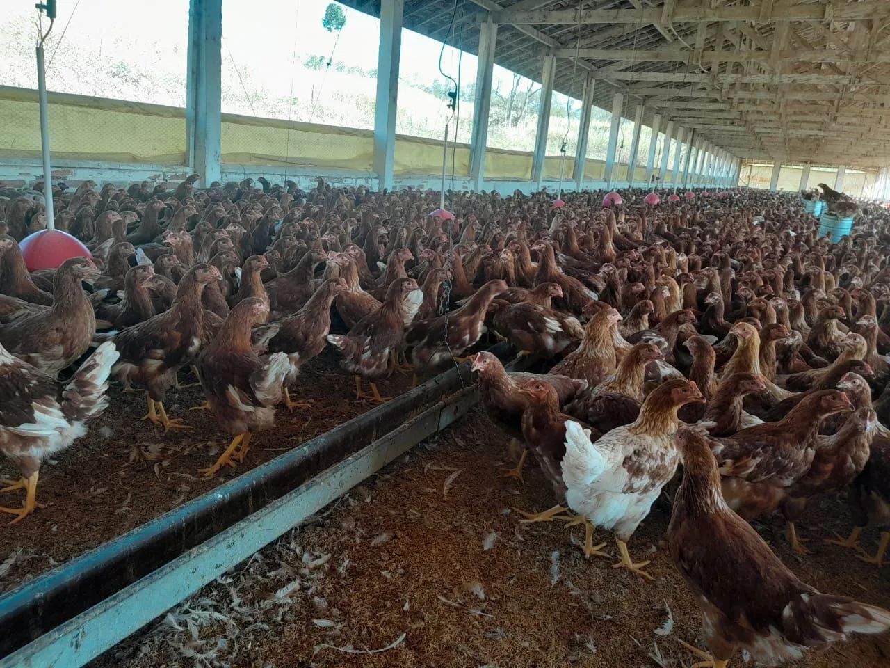 GALINHAS POSTURAS 90 DIAS - Foto 4