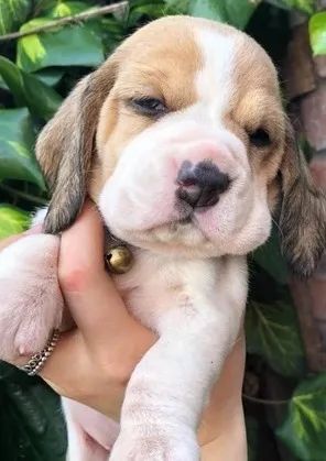 Beagle filhotes, adquira o seu como presente de natal