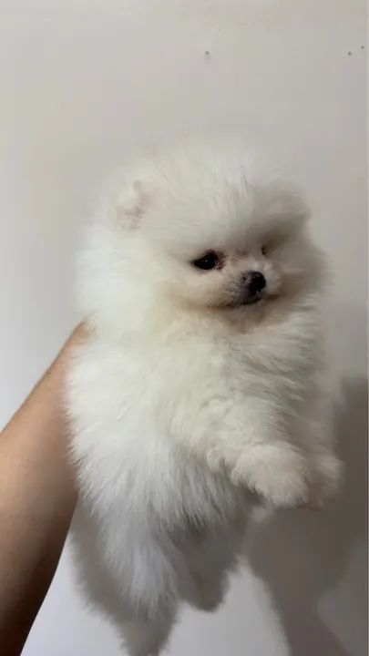 Spitz Alemão anão macho - Foto 3