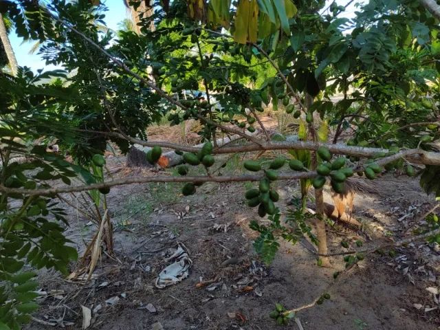 Sítio no Povoado Aguada - Carmópolis -SE. Local tranquilo e próximo de tudo. - Foto 10