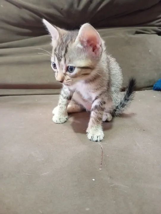 Doa filhote de gato - Foto 2