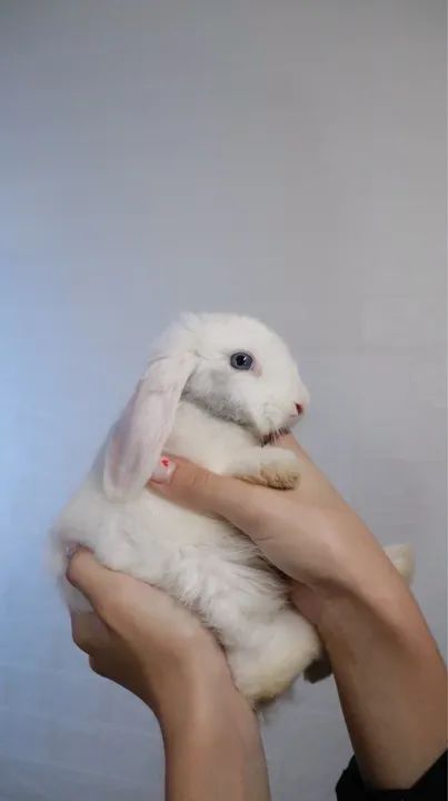 Coelhinha mini loop adulta fofinho para adoção - Foto 3