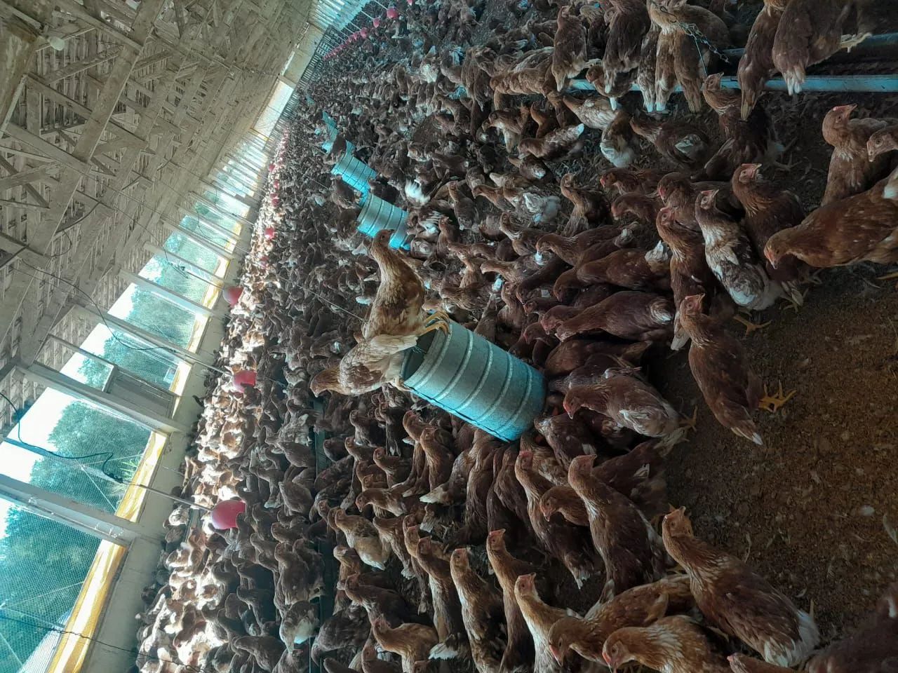 GALINHAS POSTURAS 90 DIAS