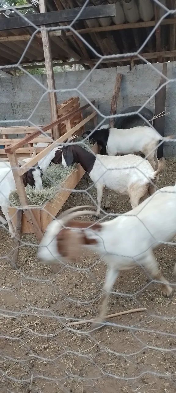 Cabras boer para venda - Foto 2