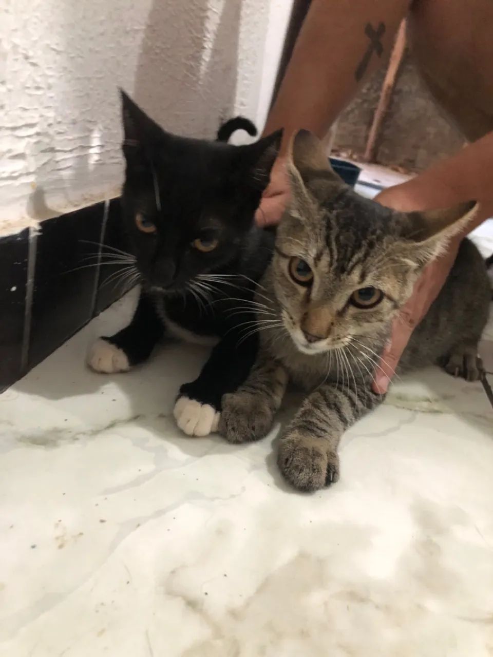 doação de gato femea e macho - Foto 2