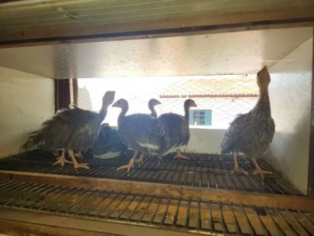 Angolas com 45 dias - Foto 3