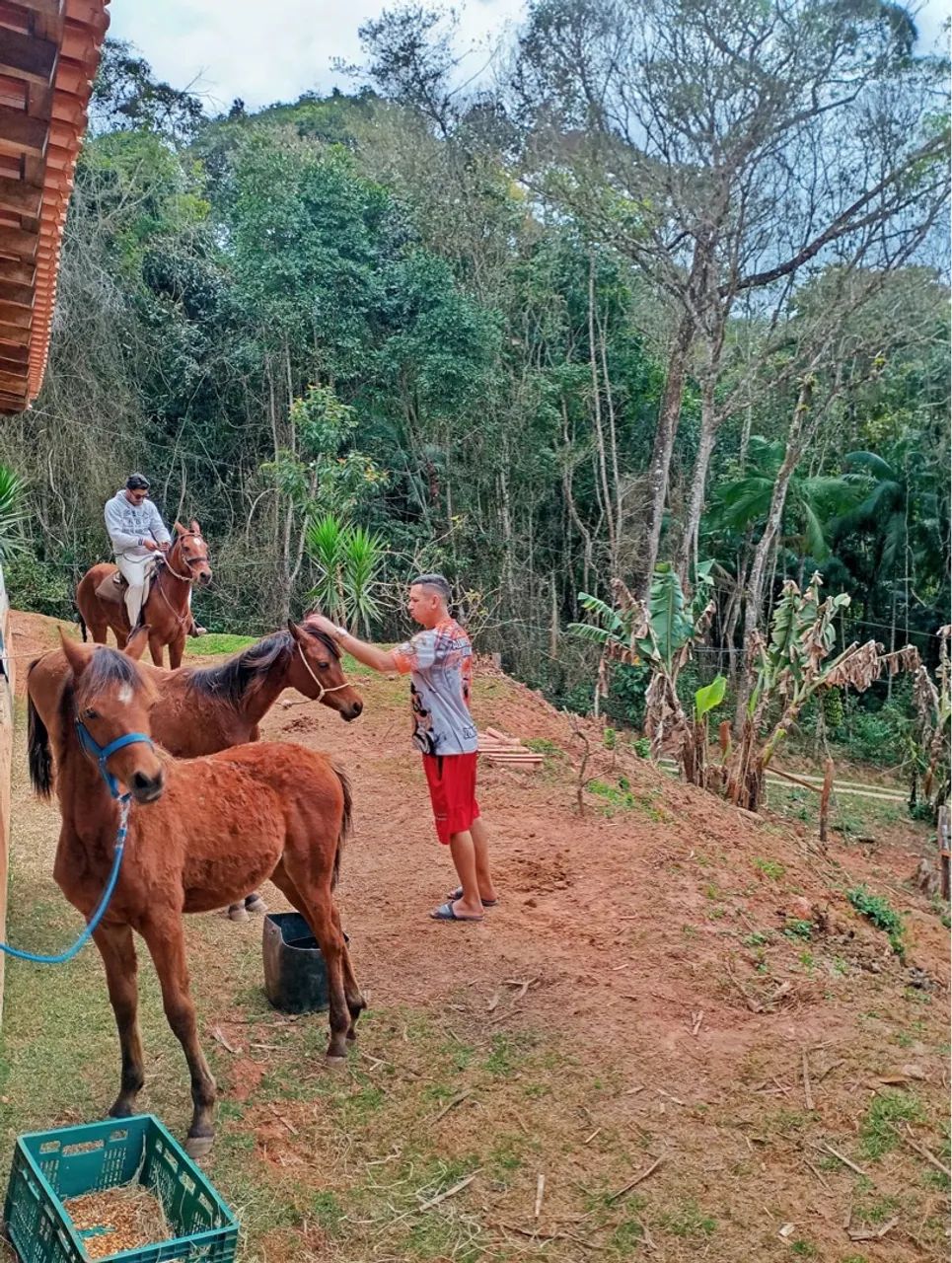 Potro puro sangue árabe - Foto 4