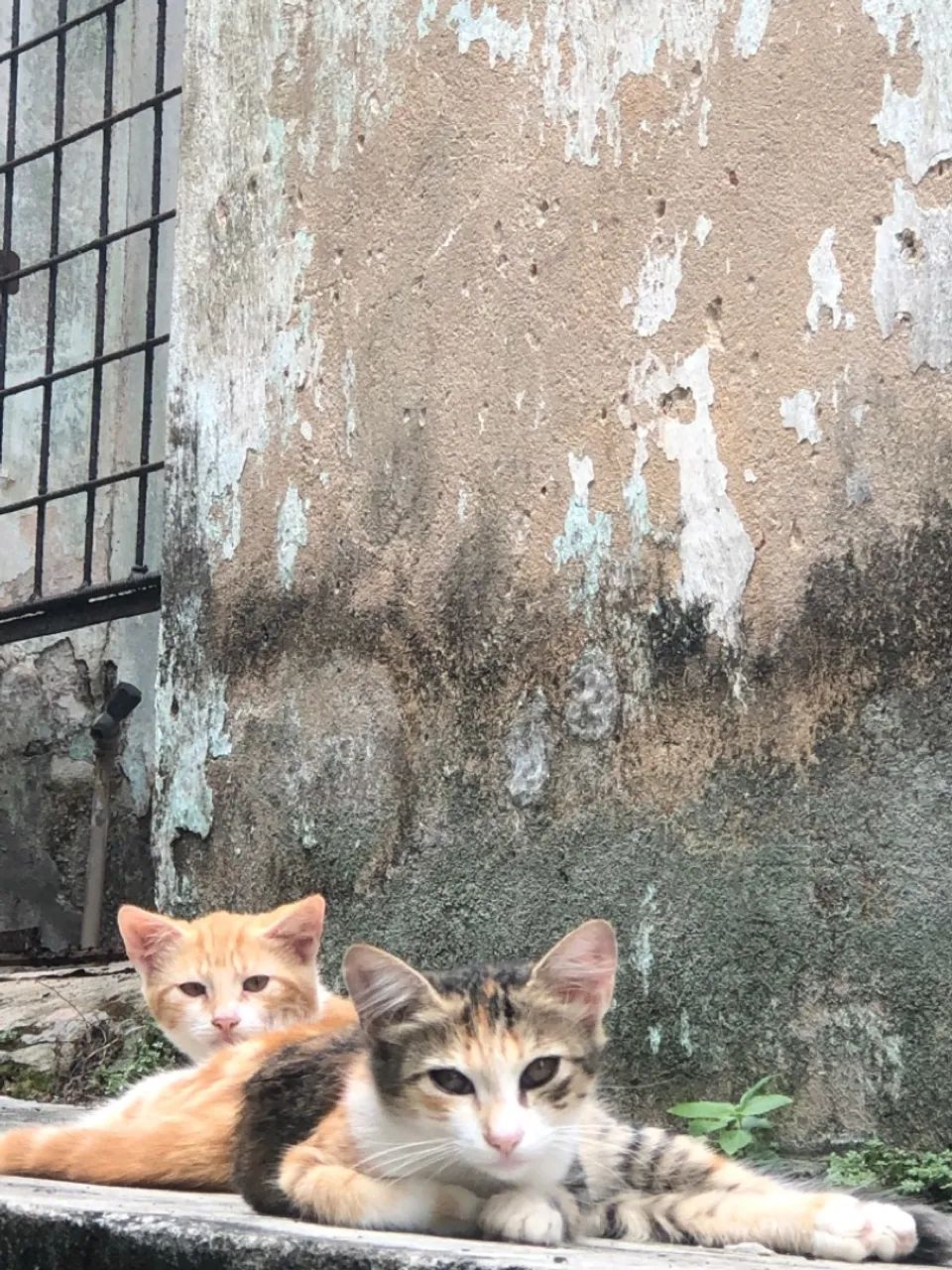 Gatinhos para doação  - Foto 3