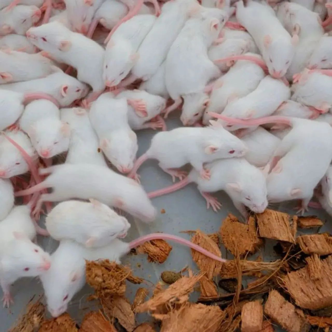 Hamsters, camundongos, mercol, twister, dumbo, sirio, topolinos - Foto 5