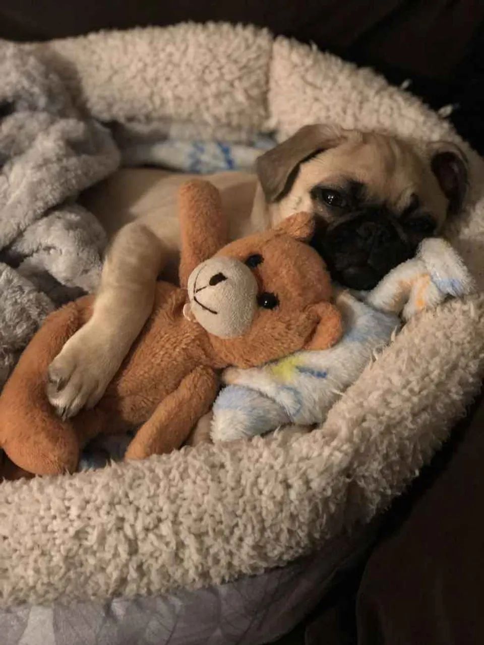 Filhote Pug, Nada como um amigo fiel para tornar sua vida mais feliz!