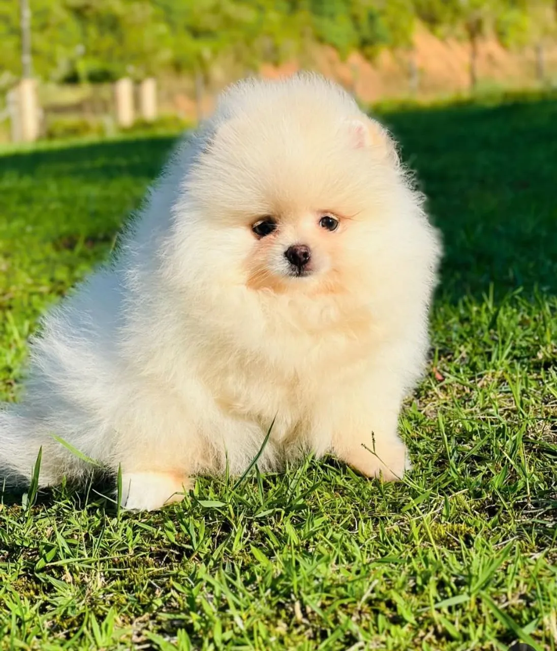 Filhote de Spitz Alemão - Fofura em forma de cão!