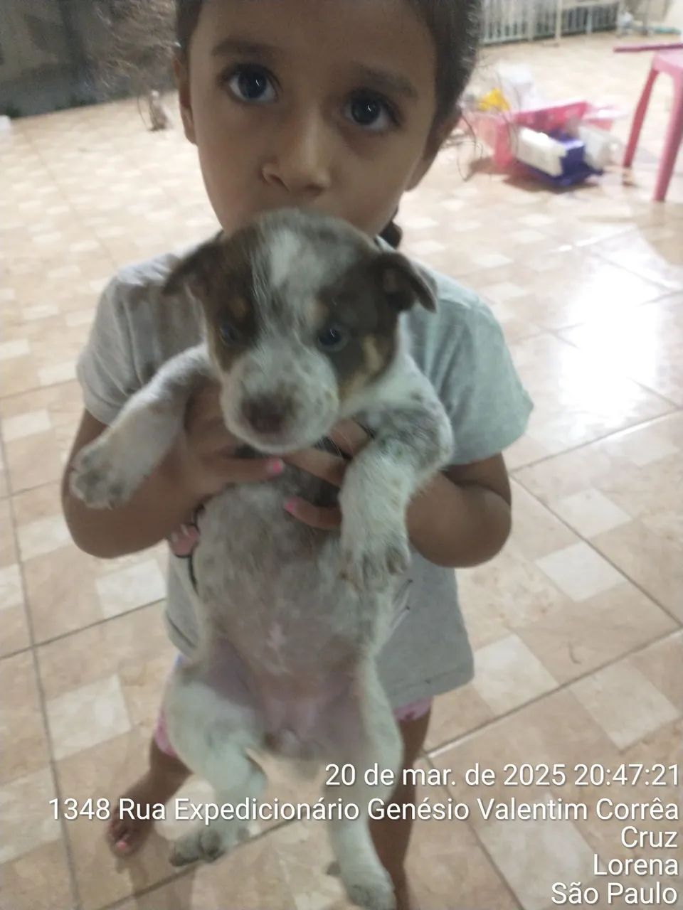 Filhote de BLUE HELLER/ AUSTRALIAN CASTLE DOG/ BOIADEIRO AUTRALIANO - Foto 4