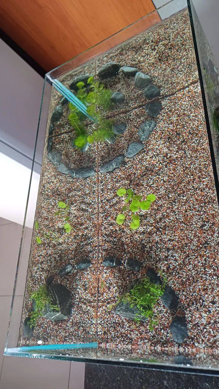 Aquário com plantas e já com substrato fértil  - Foto 3