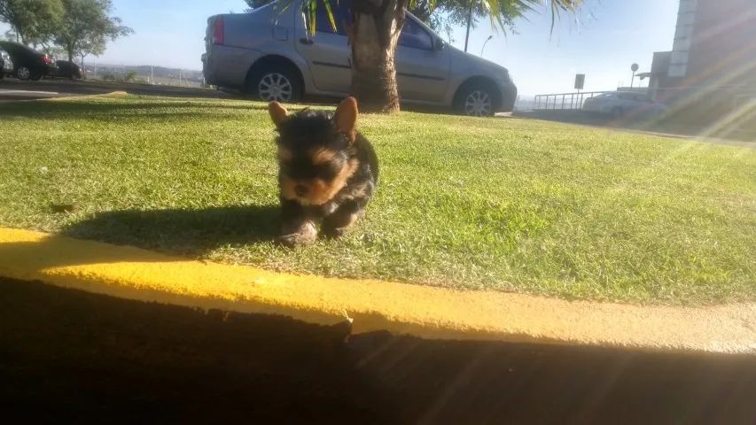 ;] Filhotes de Yorkshure com Vacina Importada ;] - Foto 3