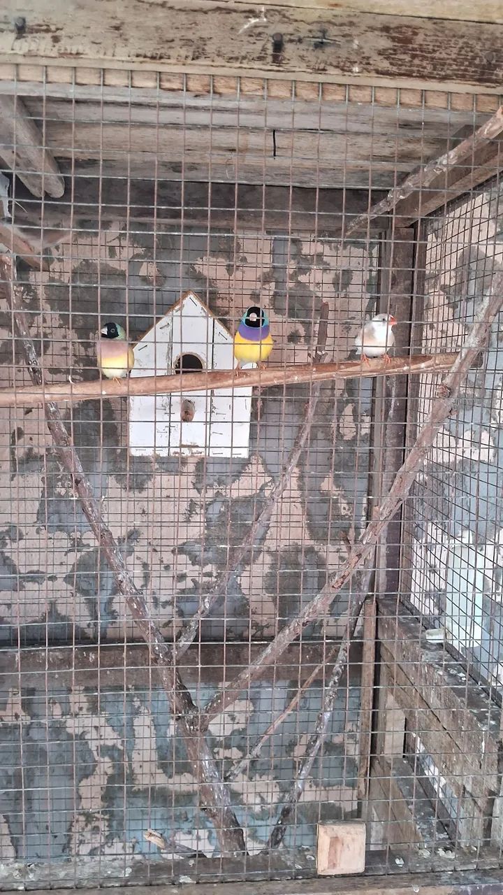 Casinha para pássaros  - Foto 3