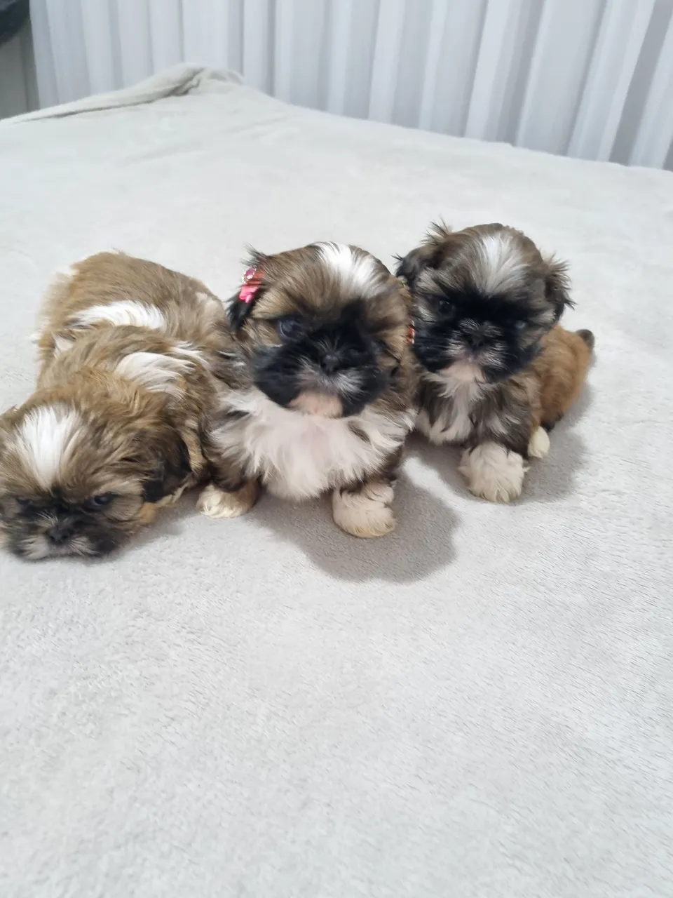 Filhotes Shih Tzu Mini