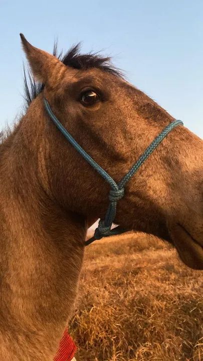 POTRO MANGALARGA - Foto 5