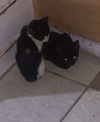 Dois gatinhos fofinhos para adoção