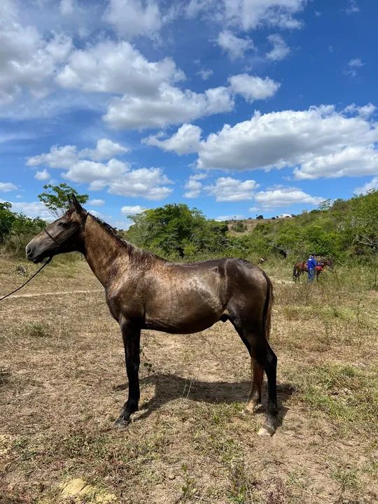 Potro mangalarga marchador marcha picada 
