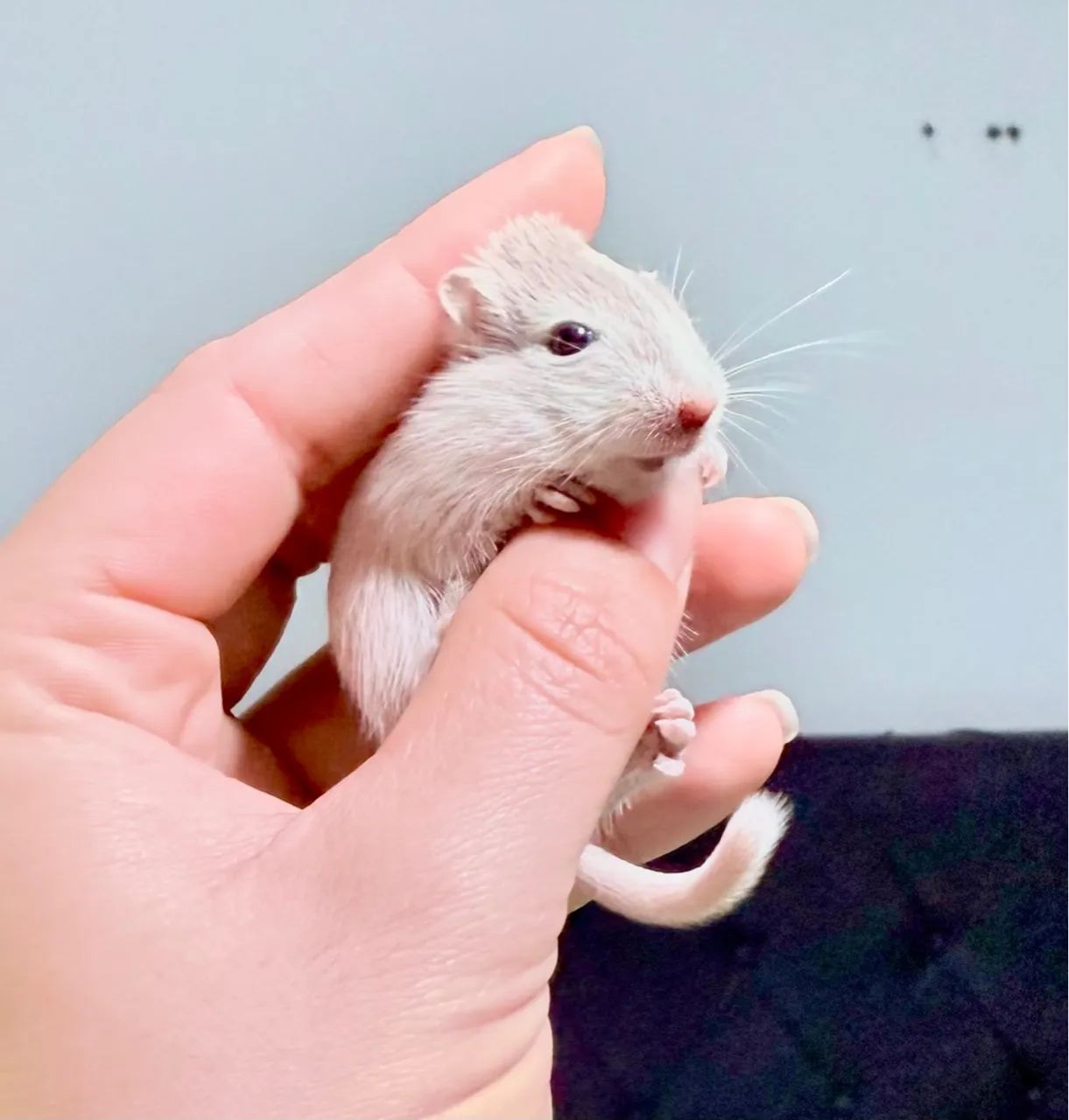 Gerbil - (Esquilo da Mangólia) - Foto 4