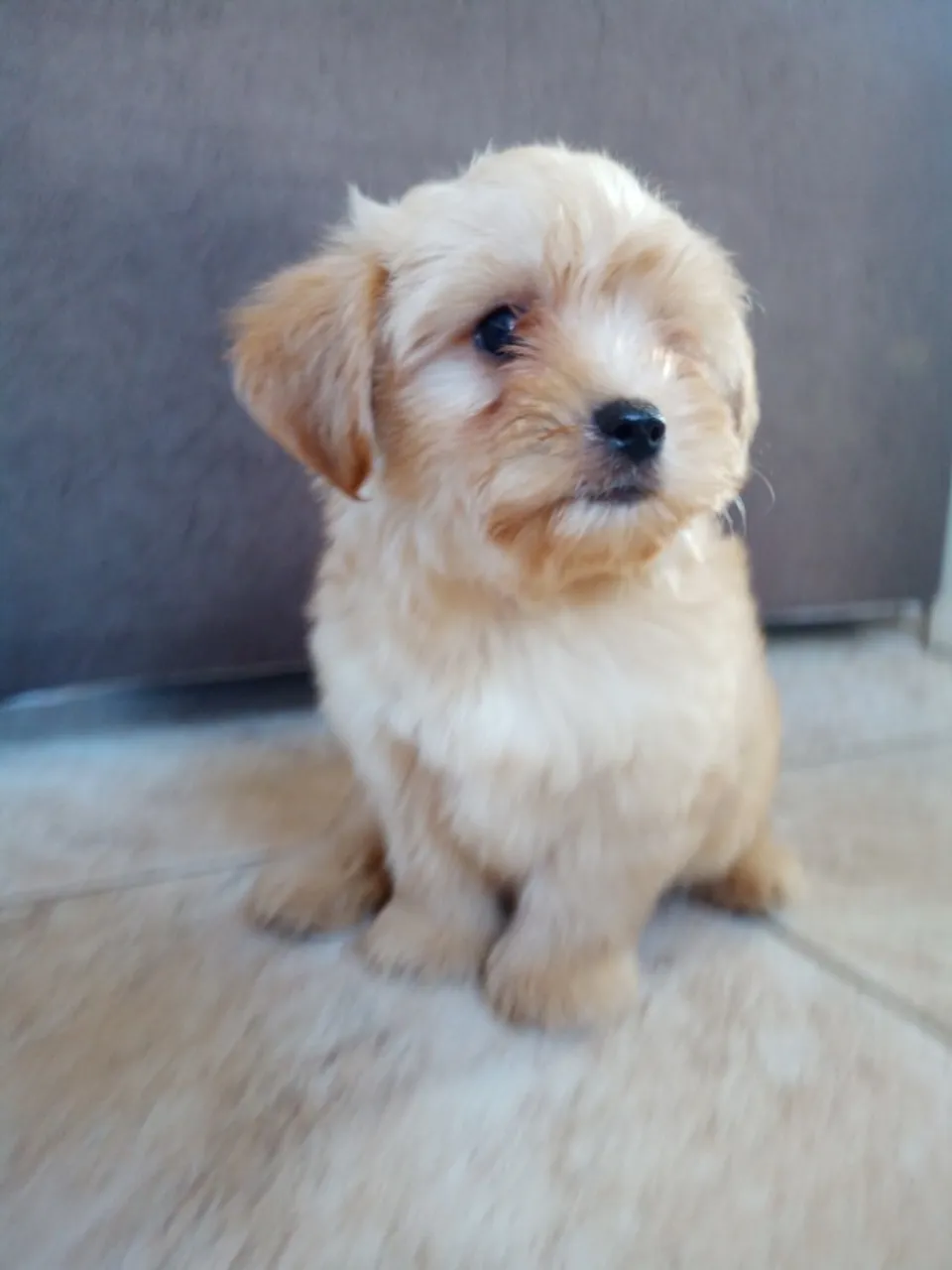 Cachorrinho Vira lata 800