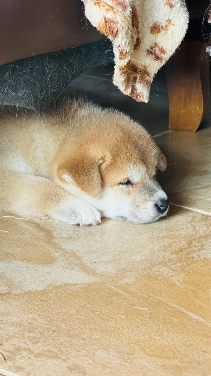 filhotes de shiba inu