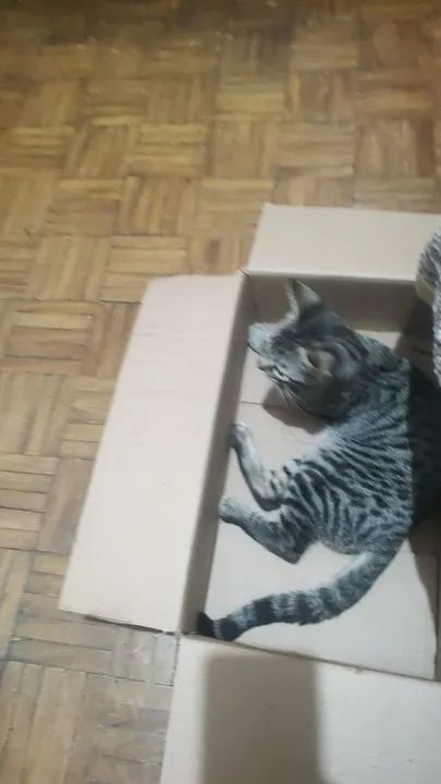 Gato malhado cinza e preto disponível para adoção - Foto 4