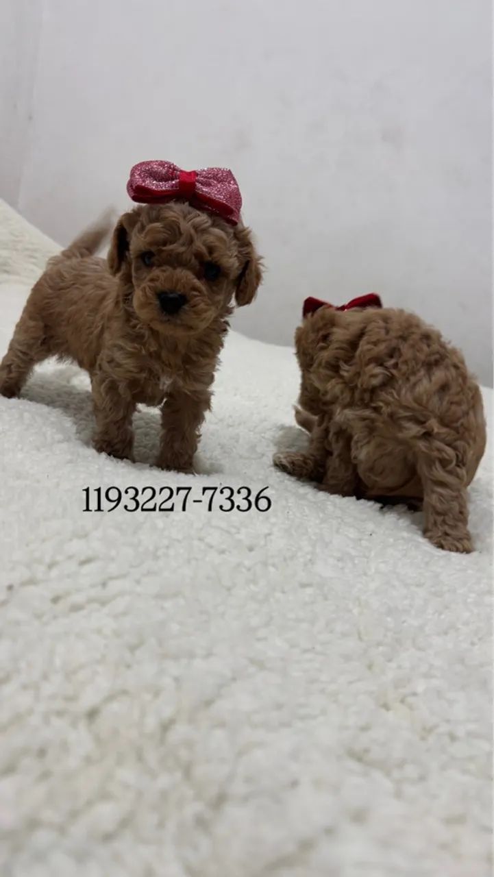 Poodle Toy Red Filhotes  fazemos entrega!