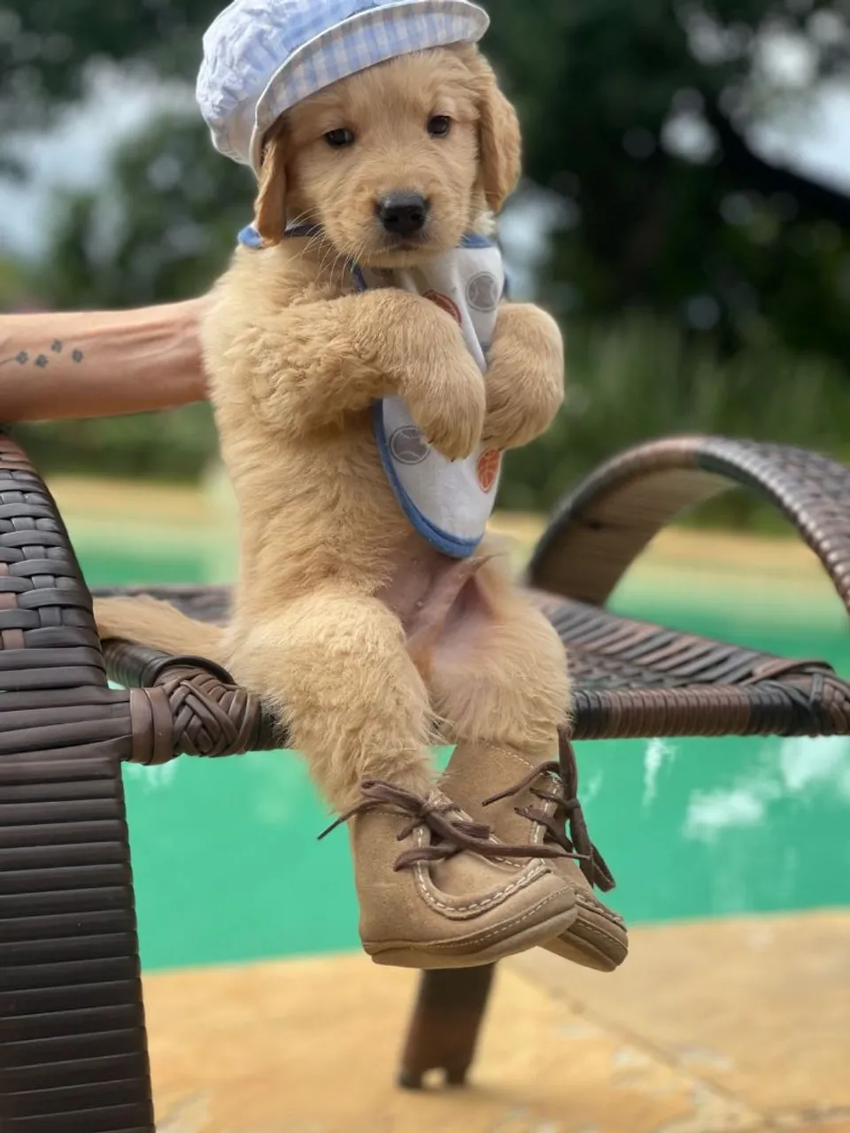 Golden Retriever Filhote com Roupa e Sapatos
