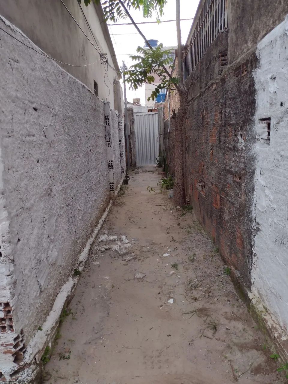 Foto - Paulista - Pau Amarelo