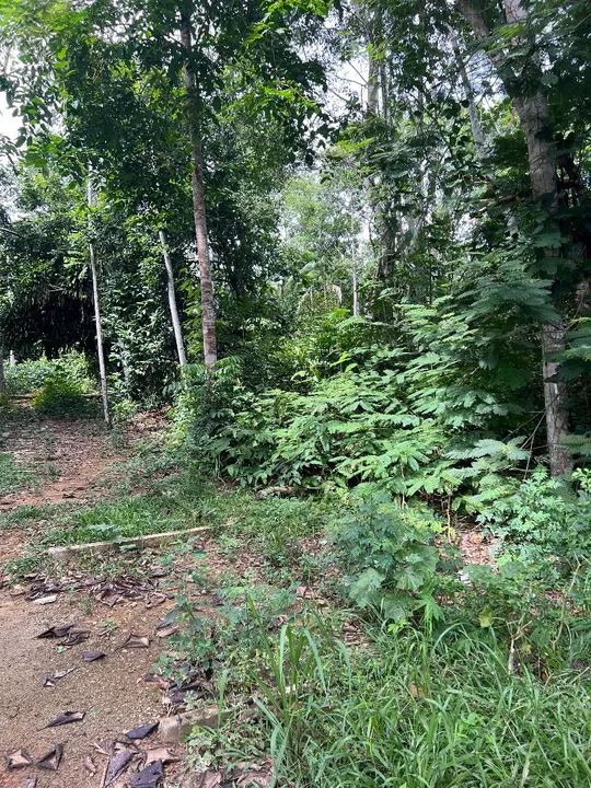 TERRENO 10 X 40 - TARUMÃ  - Foto 6