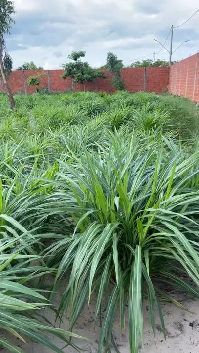 Capim BRS Kurumi e Capiaçu - Foto 3