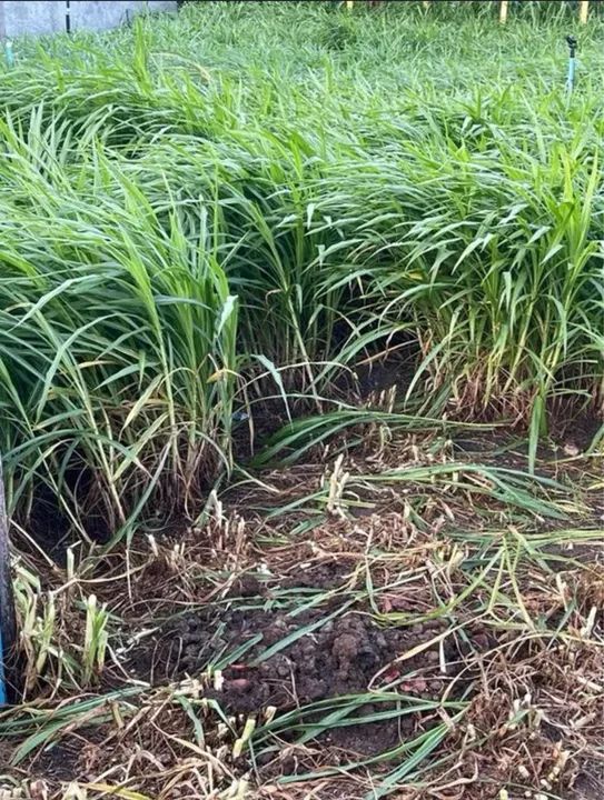 Capim BRS Kurumi e Capiaçu - Foto 4