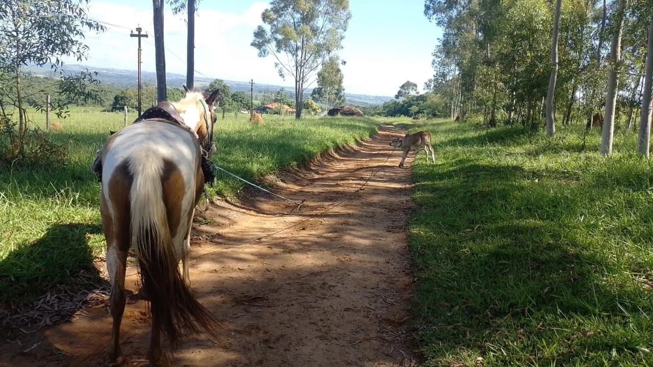 Égua Pampa  - Foto 5