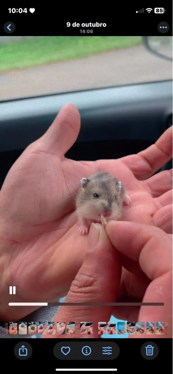 Hamster Anão Russo 