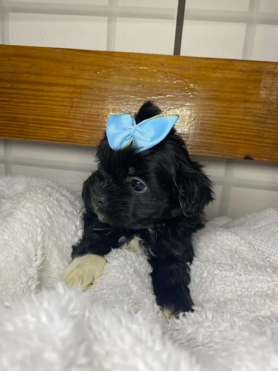 Filhote Shih Tzu machos