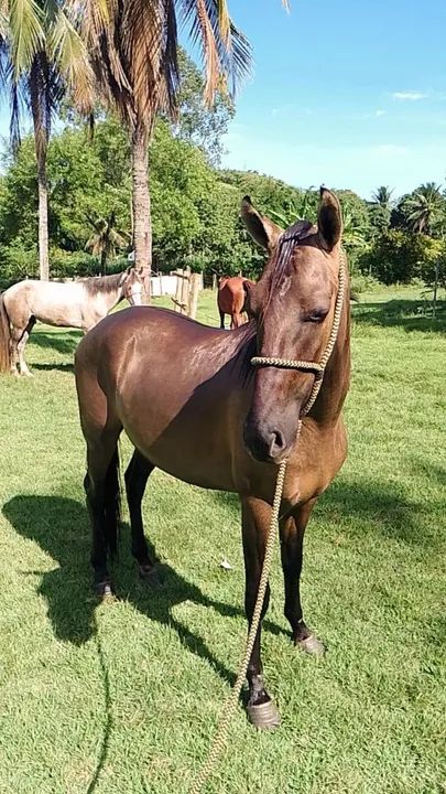 Vendo esse potro de 3 anos de idade 