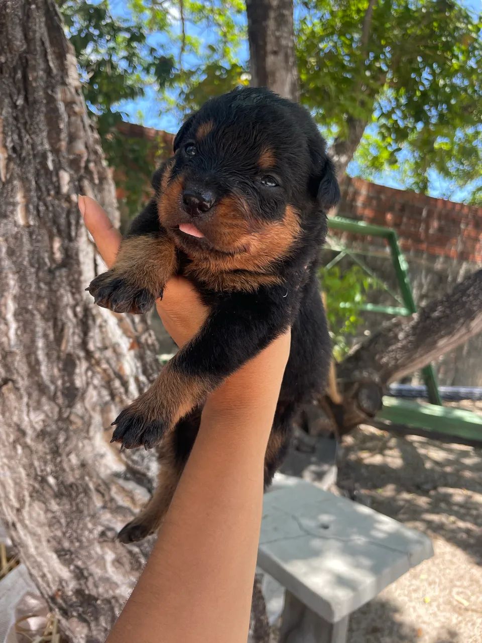 Vende -se filhotes rottweiler fêmea  - Foto 3